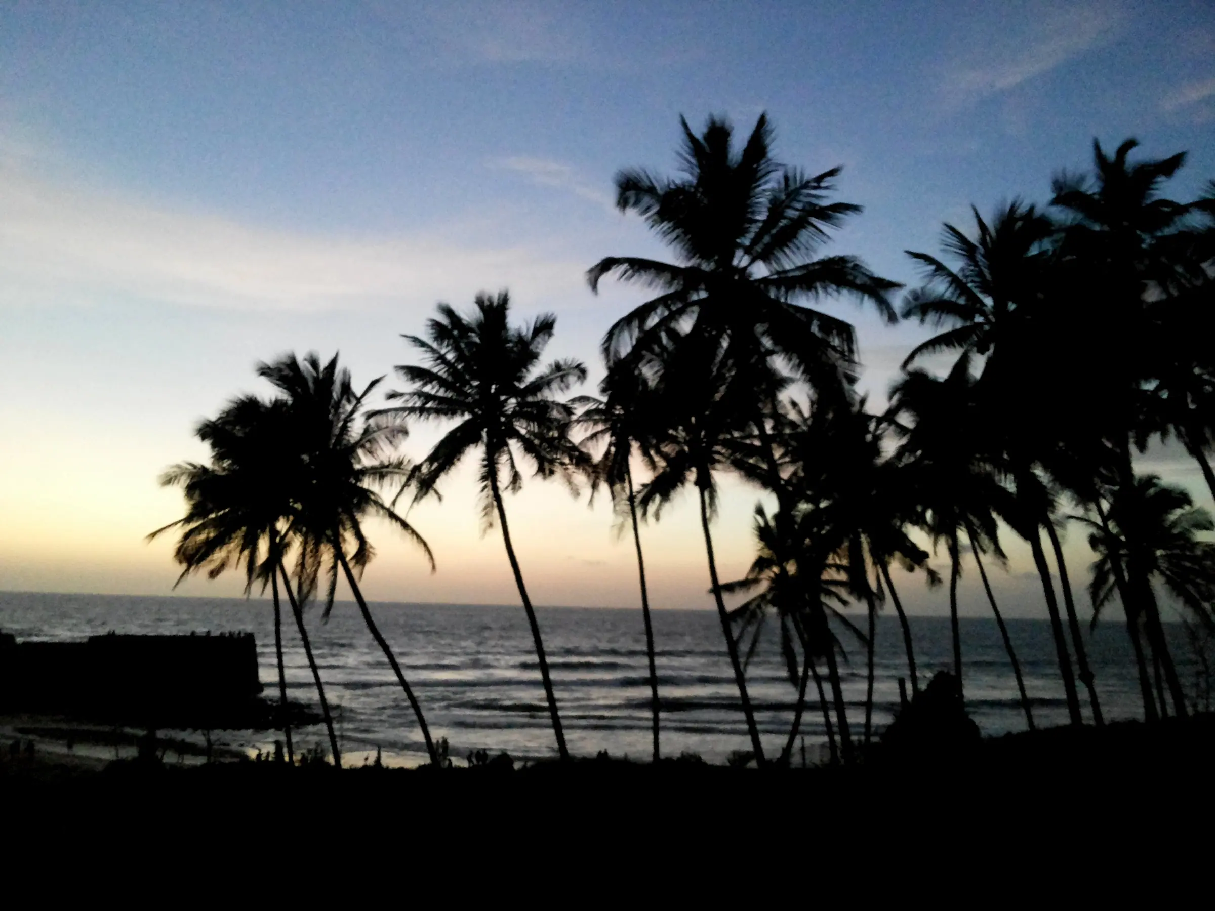 Blue hour through the palms. — Sinquerim
