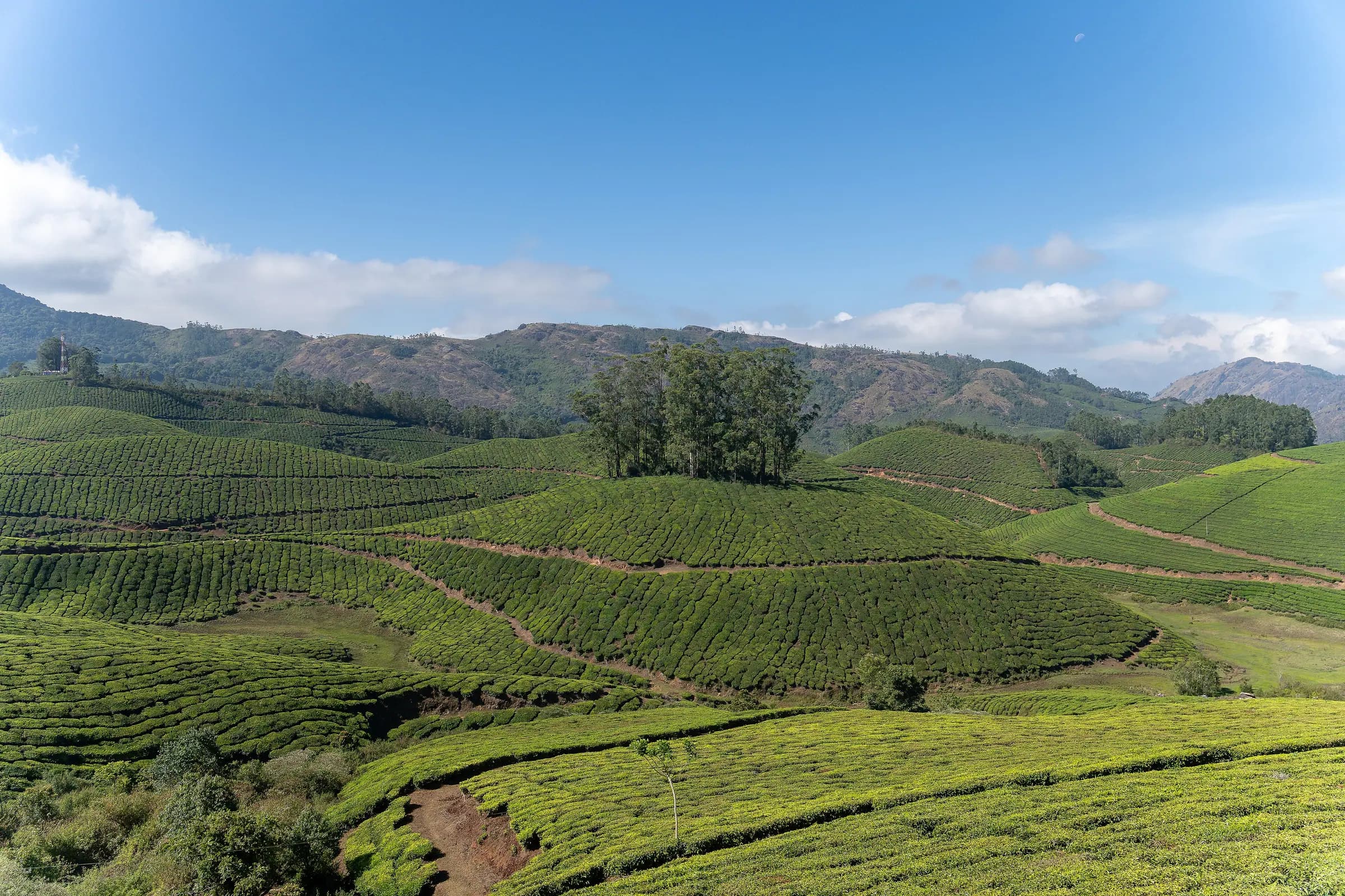 Rolling tea estates under a clear sky in Munnar, with a stand of trees on a hilltop