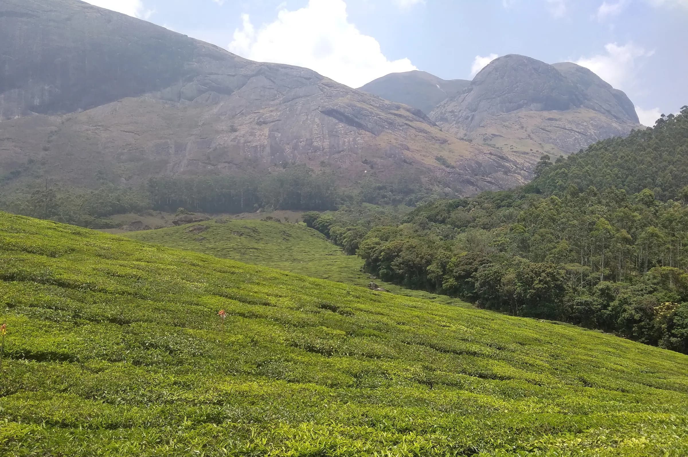 Granite peaks keeping watch over the estate. — Near Eravikulam