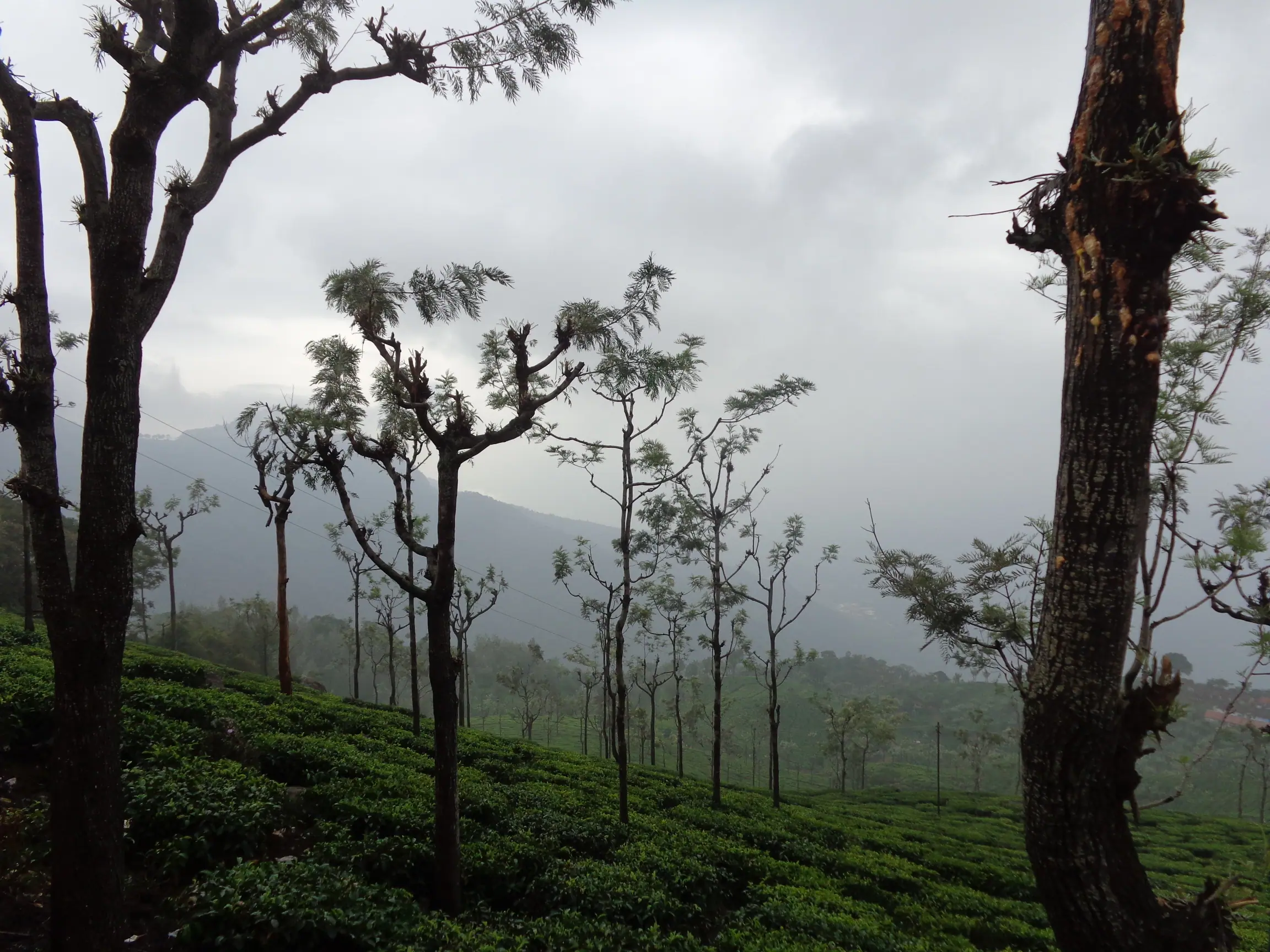 Silver oaks standing in the tea like sentries. — Nilgiris
