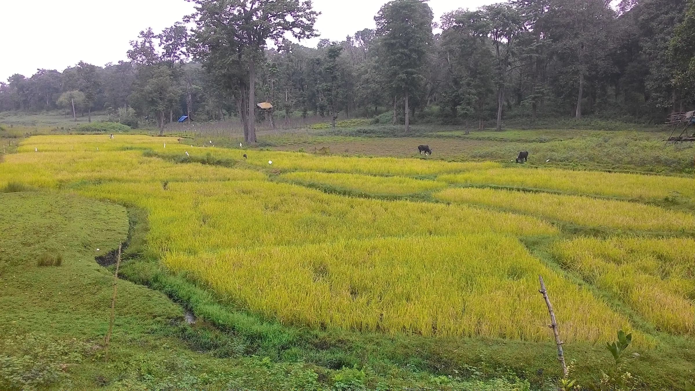 Harvest gold on the way back. — Kattikulam
